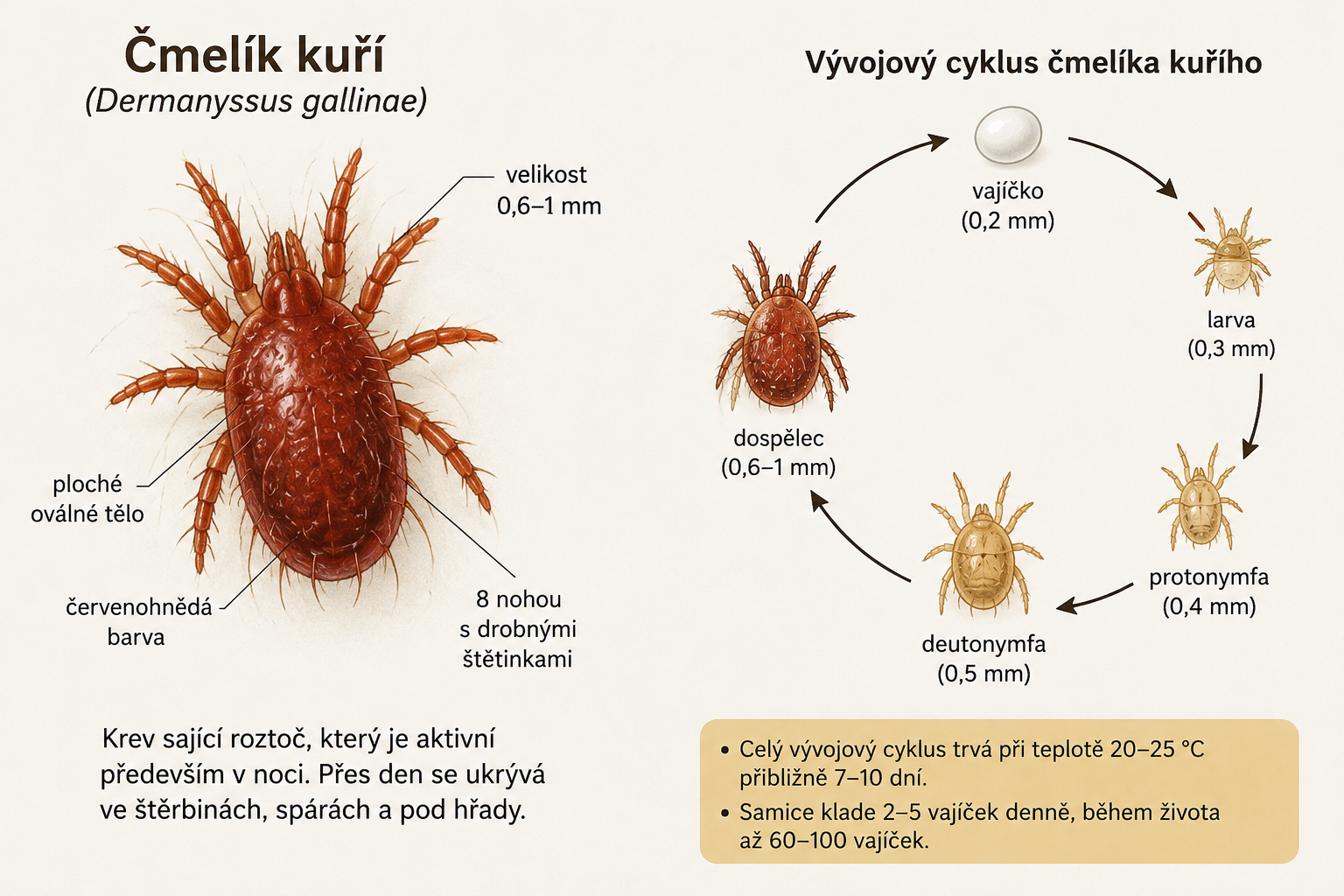 Čmelík kuří - otravný spolubydlící, kterého není snadné se zbavit