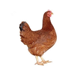 Dominant Červený - hnědá skořápka
