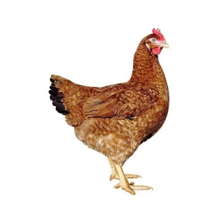 Dominant Červeně Žíhaný  - hnědá skořápka