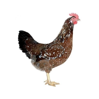 Dominant tricolor  - krémová skořápka