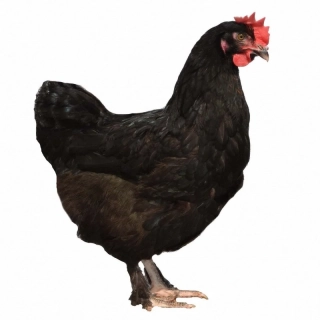 Dominant dark shell  - tmavě hnědá skořápka