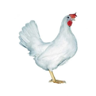 Dominant leghorn  - bílá skořápka