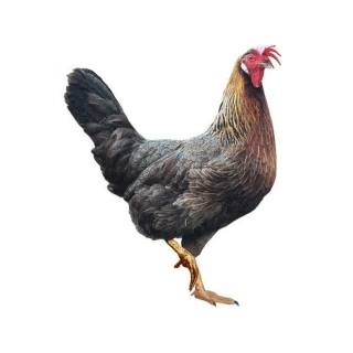 Dominant koroptví  - bílá a krémová skořápka