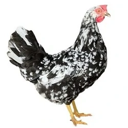 Dominant Leghorn D601 - bílá skořápka