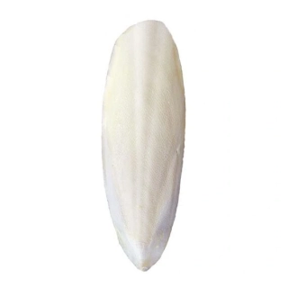 Sépiová kost pro ptáky - 20 cm